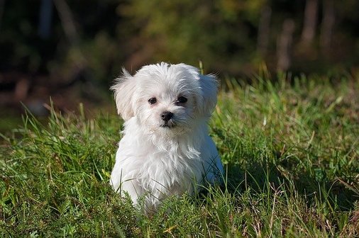 Maltese breed is one of the most beautiful dogs in the world.