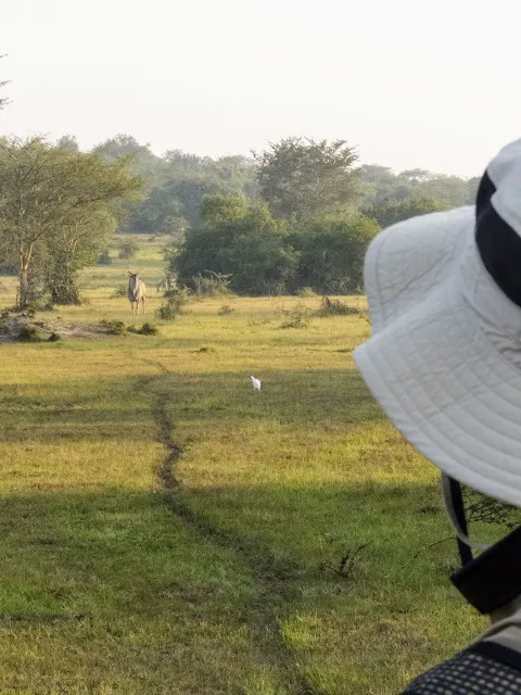 Watching an eland on a walking safari in Lake Mburo National Park in Uganda