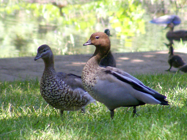 Australian Wood Duck Chenonetta jubata. Cotter Dam, Australian Capital Territory. Photographed by Susan Walter. Tour the Loire Valley with a classic car and a private guide.