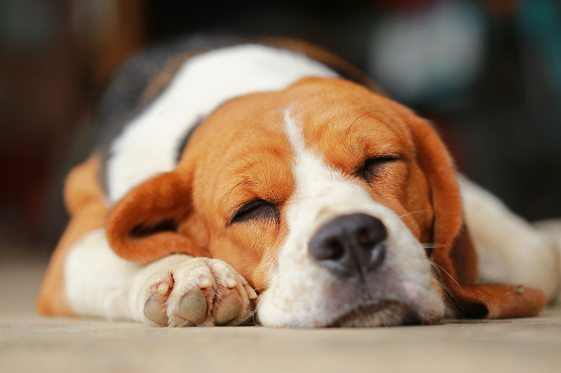 Beagle Dog Breed Profile- Purina®