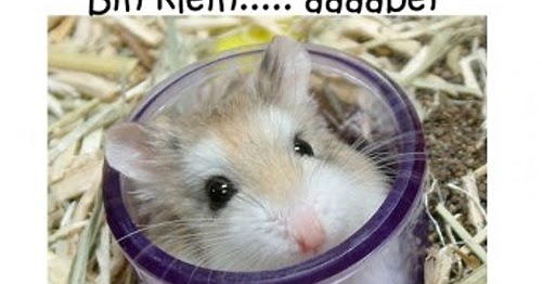 Schwarzer Humor Witze Lustige Bilder