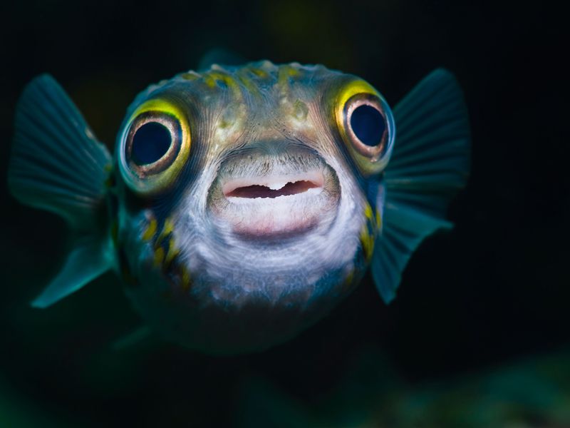 Sick fish treatment How to save a sick fish