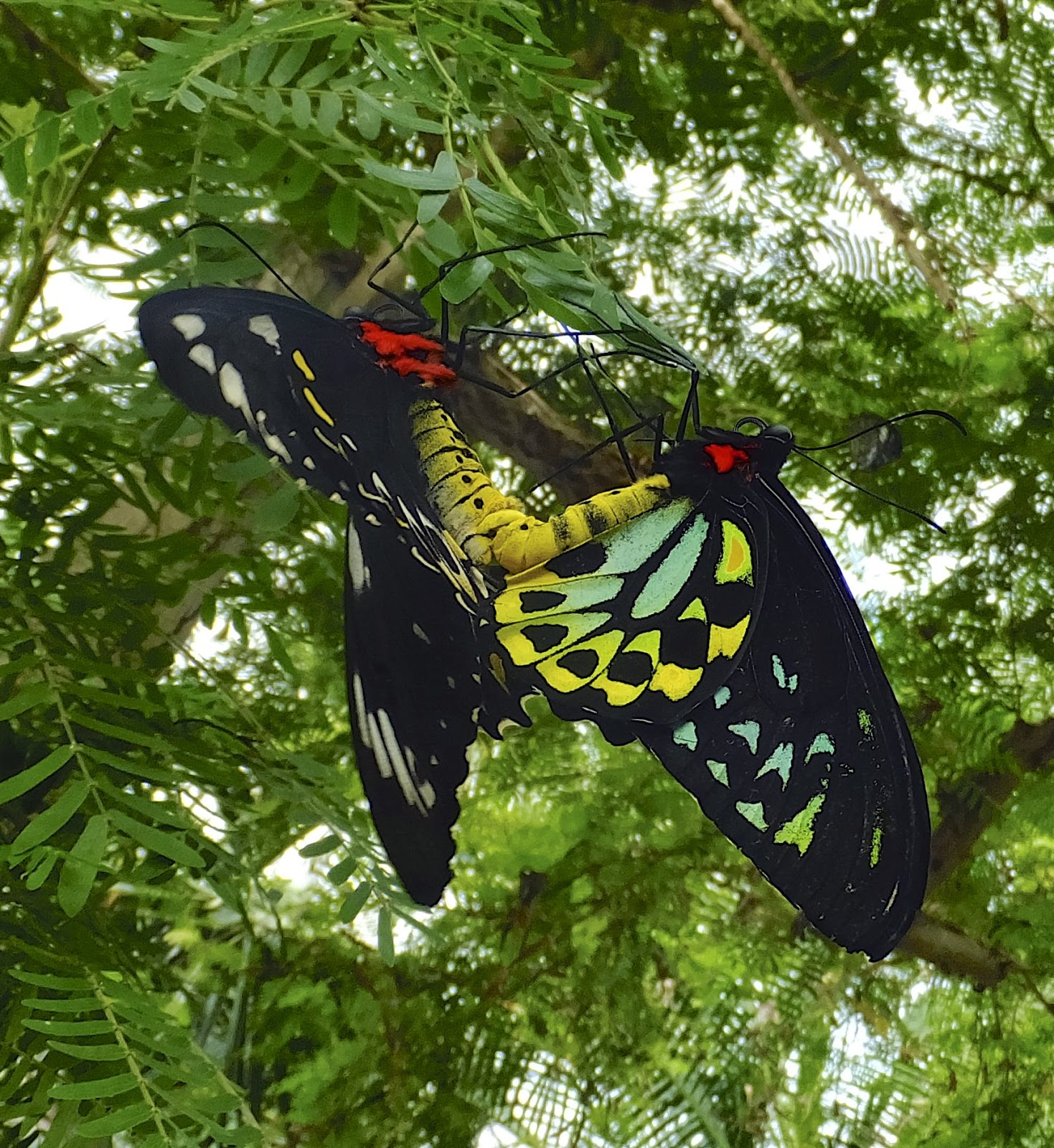 MerrySyracuse Niagara Falls Ontario Butterfly Conservatory