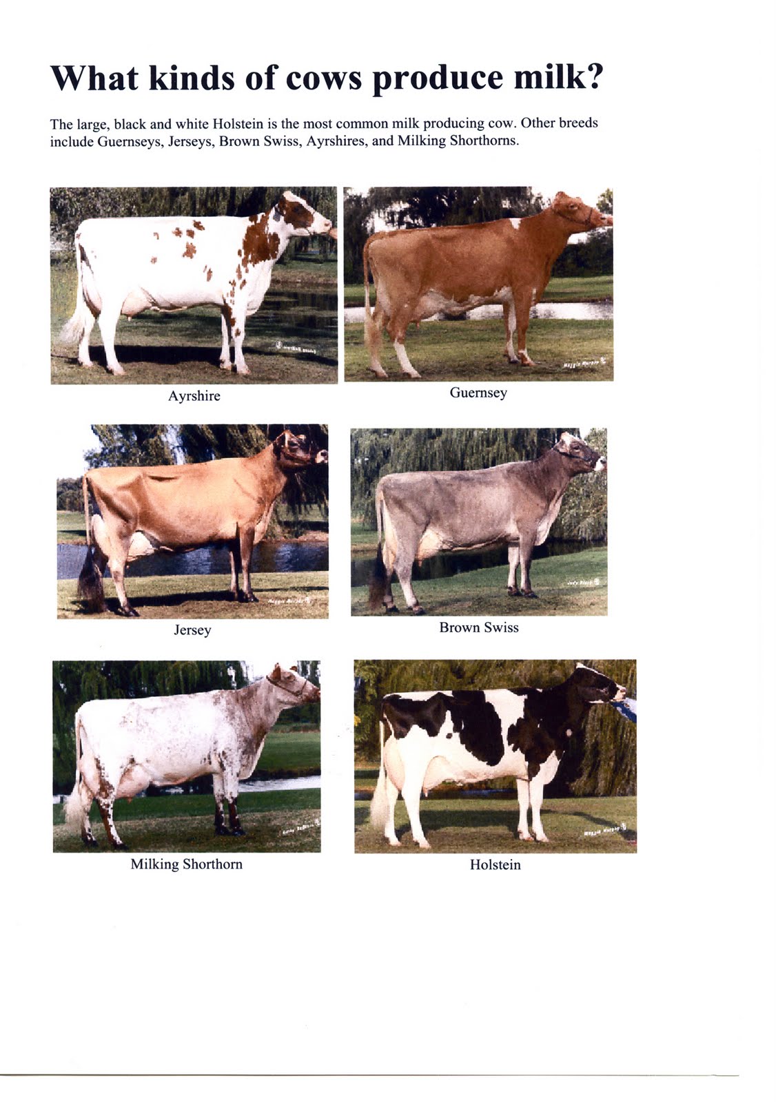 Family of Farmers: Real Farmwives Discuss: Differences Between Dairy