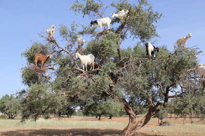 Chèvres dans un arganier au Maroc Chèvres dans un arganier au Maroc