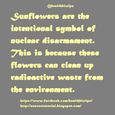 Sunflowers are the intentional symbol of nuclear disarmament. This is because these flowers can clean up radioactive waste from the environment.