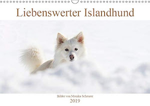 Liebenswerter Islandhund (Wandkalender 2019 DIN A3 quer): Mein Islandhund Djarfur ist ein liebenswerter Clown mit einem unwiderstehlichen Charme und ... (Monatskalender, 14 Seiten ) (CALVENDO Tiere)