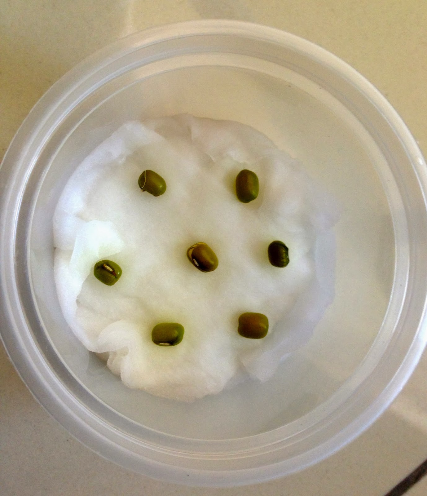 Enriching Young Lives The Mongo Seed Experiment