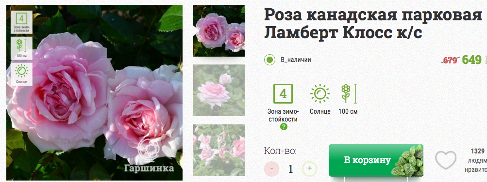 Роза ламберт клосс фото и описание