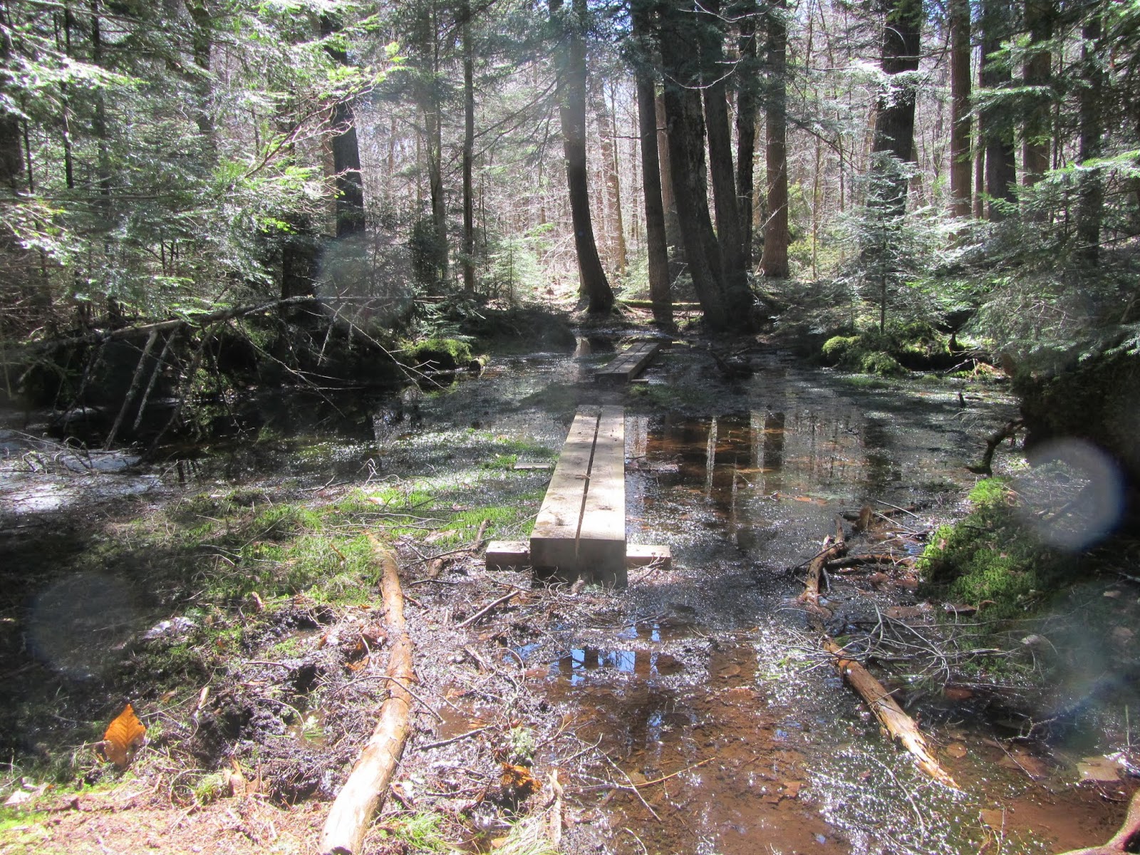 Tomcat's Outdoor Adventures Hiking the Floodwood Loop