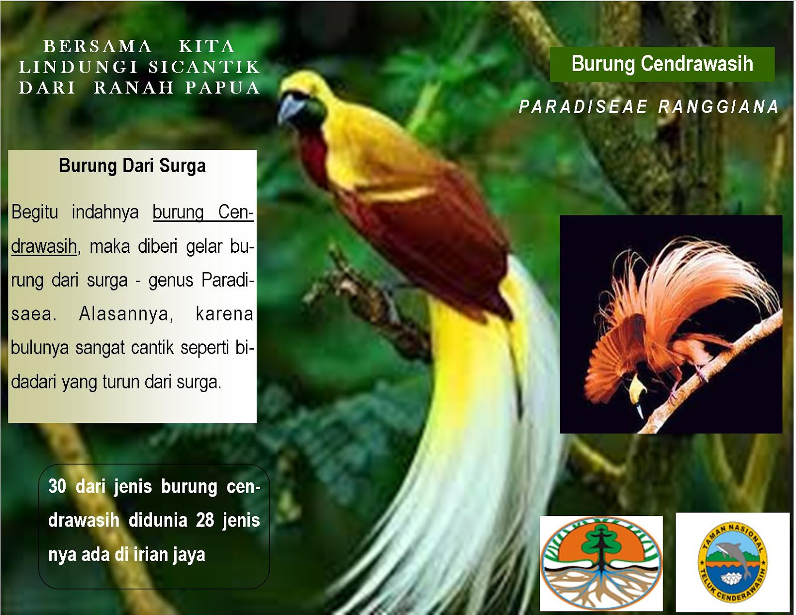 Bird Of Paradise