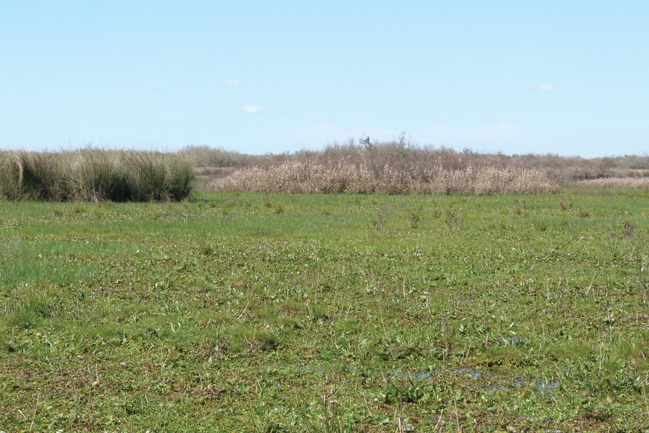 Species New to Science [Ichthyology • 2018] Austrolebias queguay • A