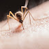 Ξεκινά το πρόγραμμα του δήμου Θέρμης για την καταπολέμηση κουνουπιών μέσα στους οικισμούς