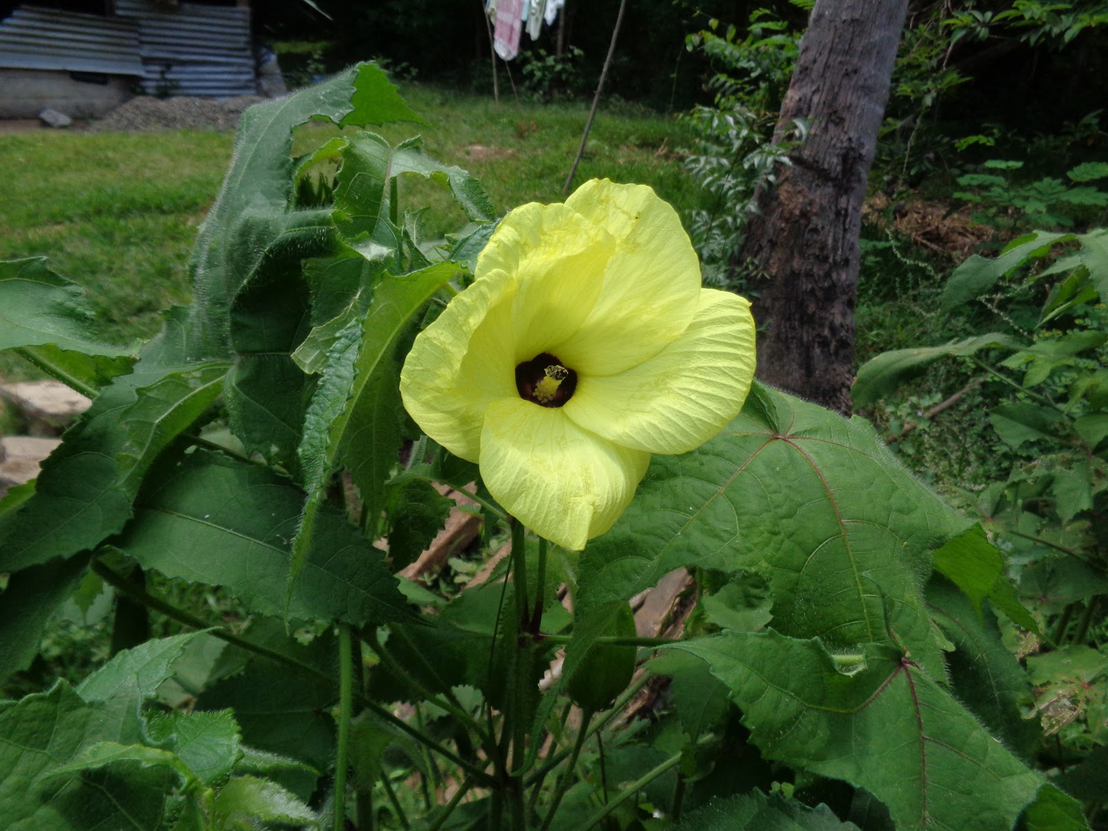 The Sri Lanka Sceneries Flowers Blooming in Wild in Sri Lanka