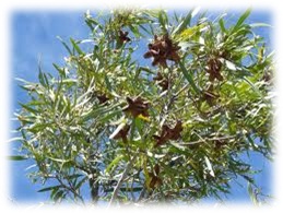 Vivero de Árboles Nativos: Olivillo