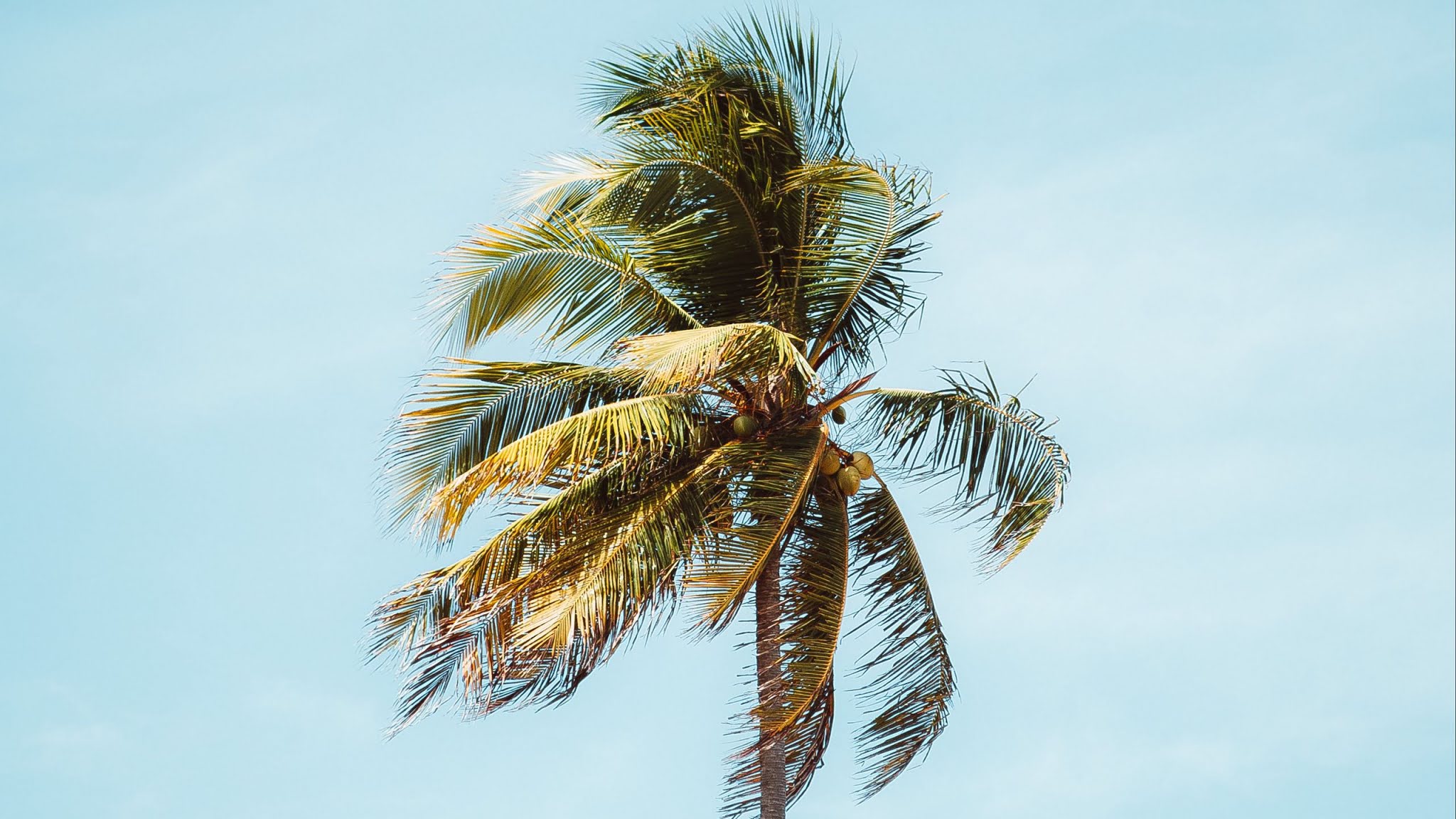Wallpaper palm tree, tree, leaves, free sky + Download Wallpapers - SRCWAP