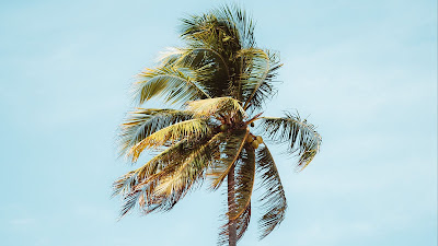 Wallpaper palm tree, tree, leaves, free sky