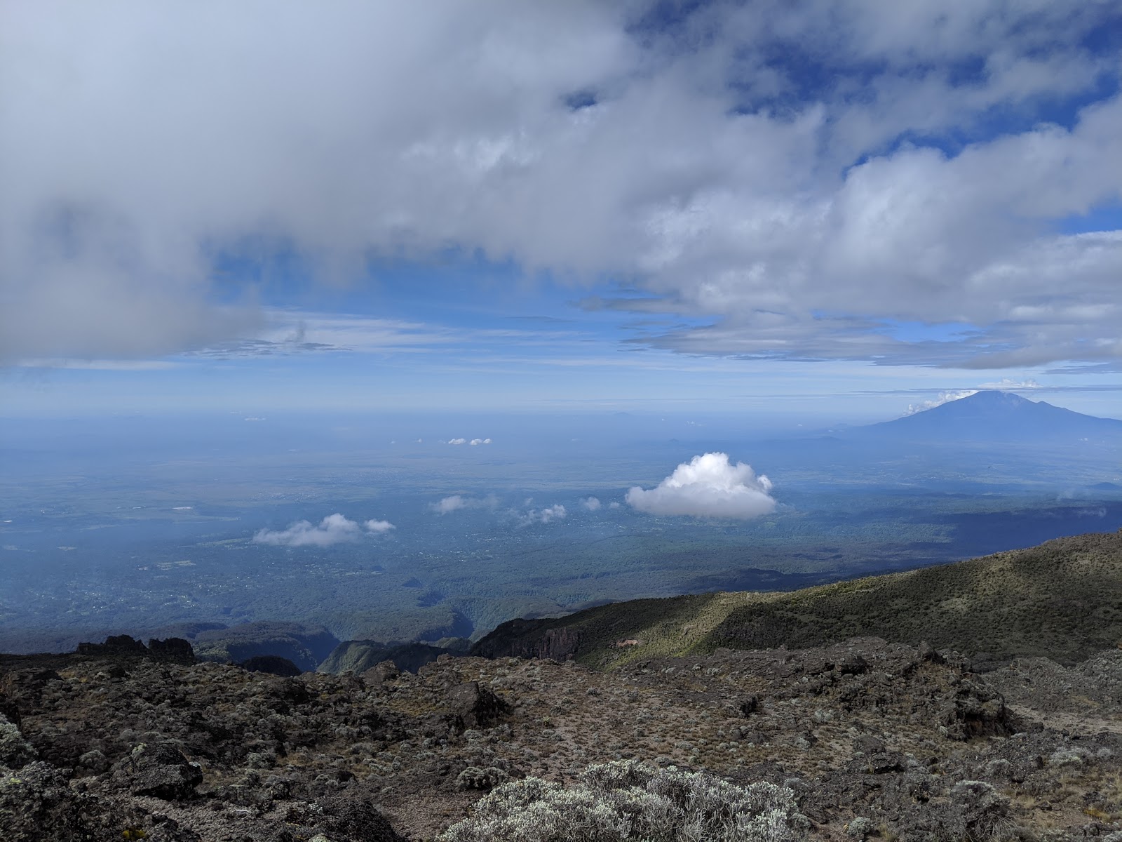 太陽にぶら下がっている植物 -