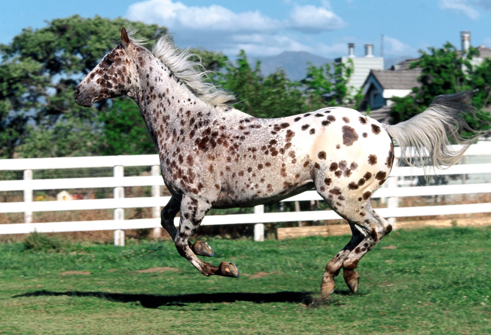 The Beauty of an Appaloosa Horse