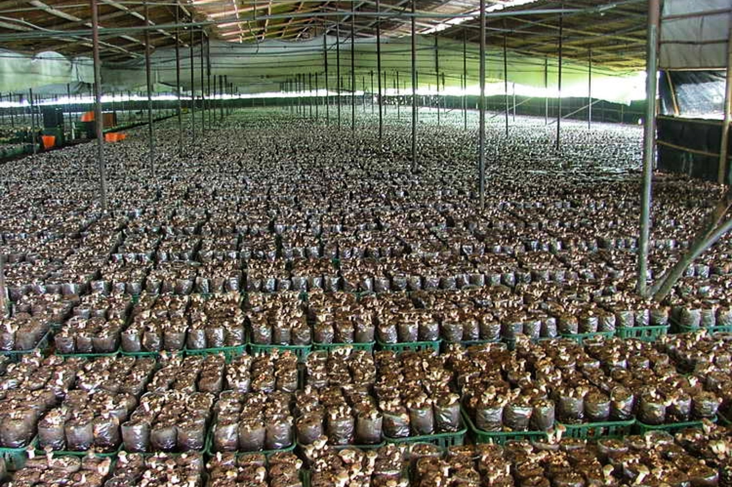 Taiwan and Philippines Teams Up For Mushroom Industry in Baguio City