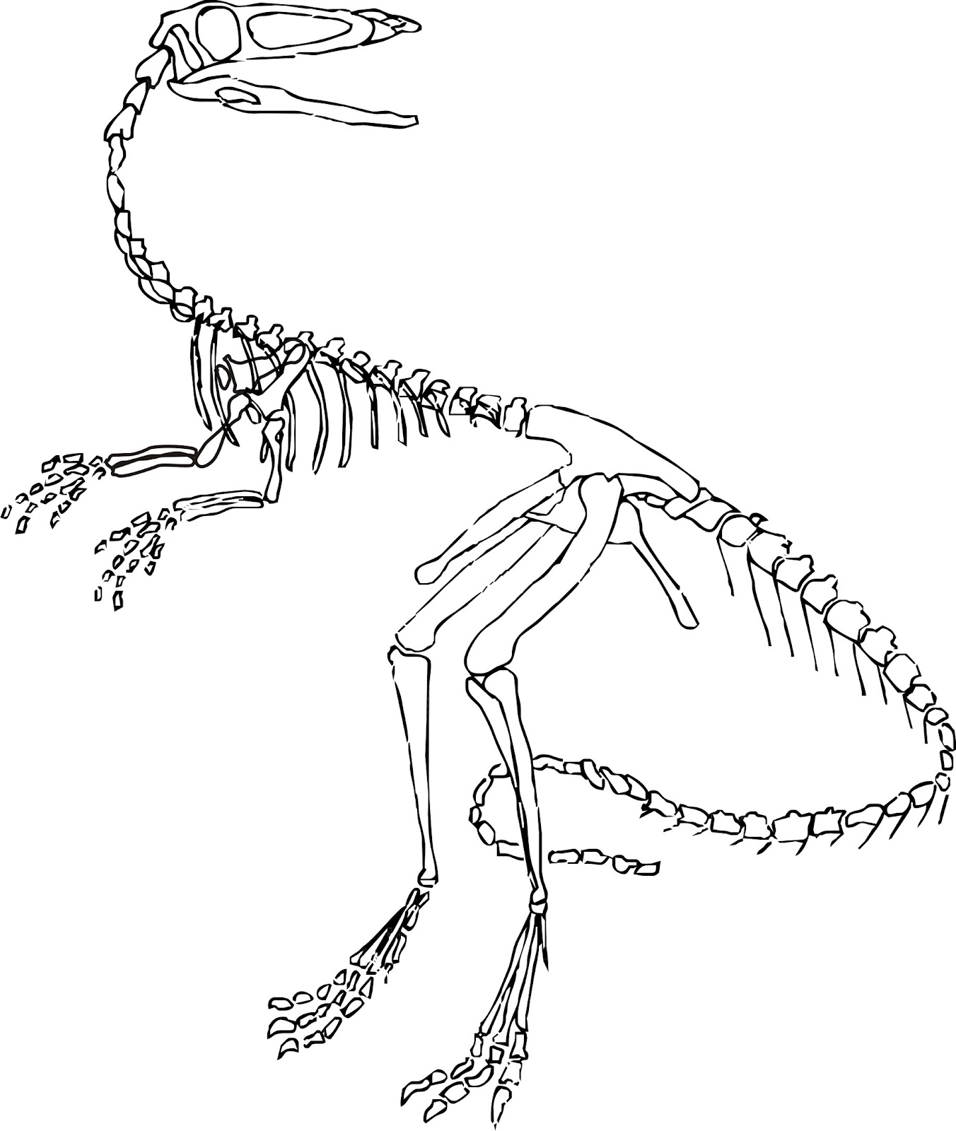 t rex skeleton coloring pages - photo #9