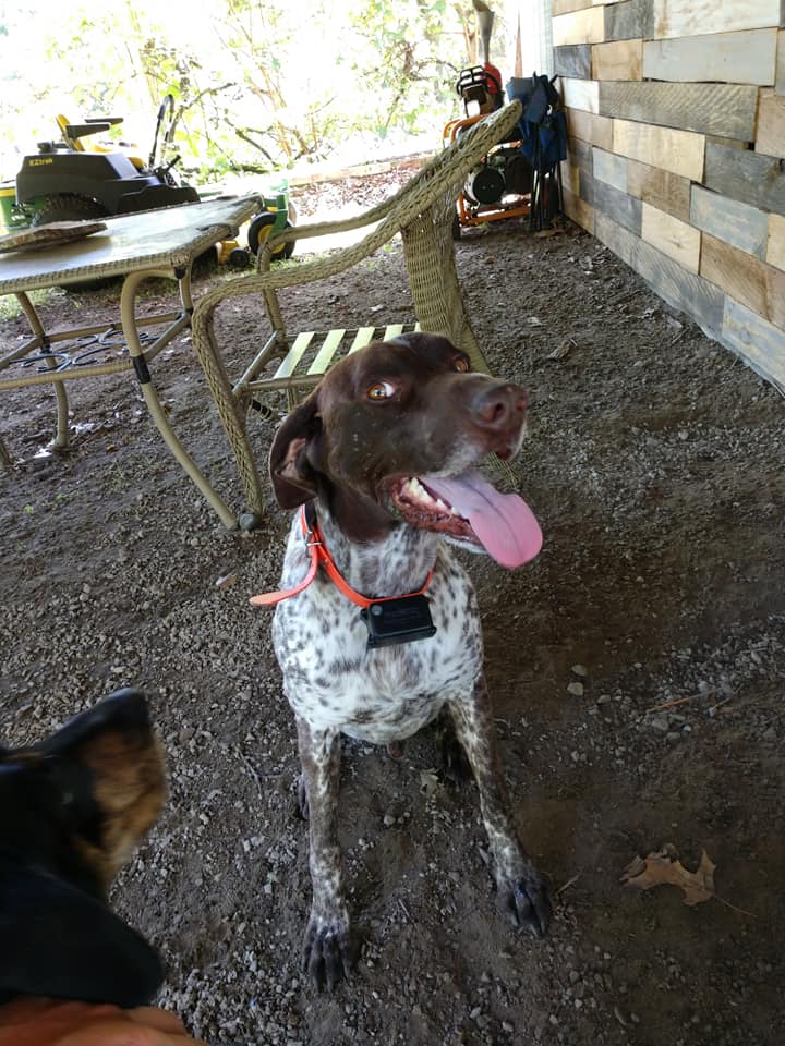 Adopt 7 yr old German Shorthaired Pointer Adopt 7 yr old German Shorthaired Pointer