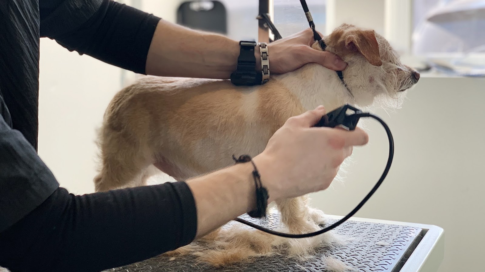 BASIC DOG GROOMING TIPS FOR GROOMING YOU DOG AT HOME