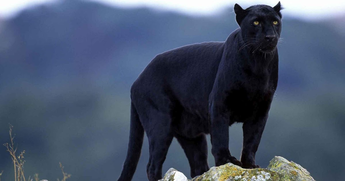 black puma cat