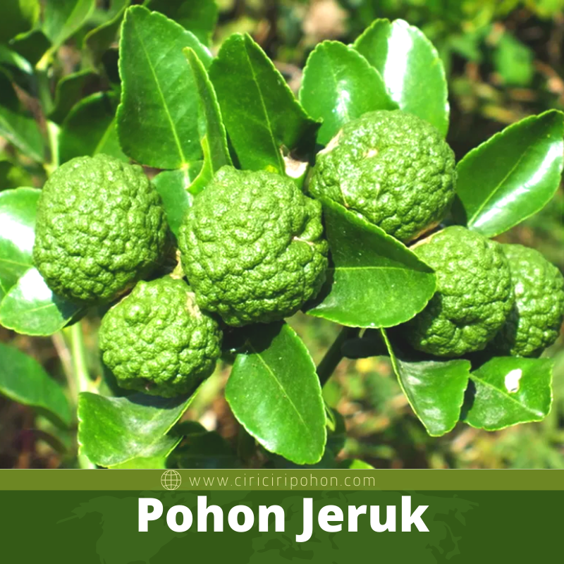 Pohon Jeruk