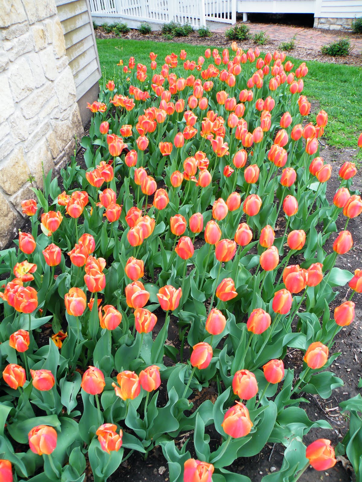 Kansas' 150th 150 things to do in Kansas 63. Tulip Time in Topeka