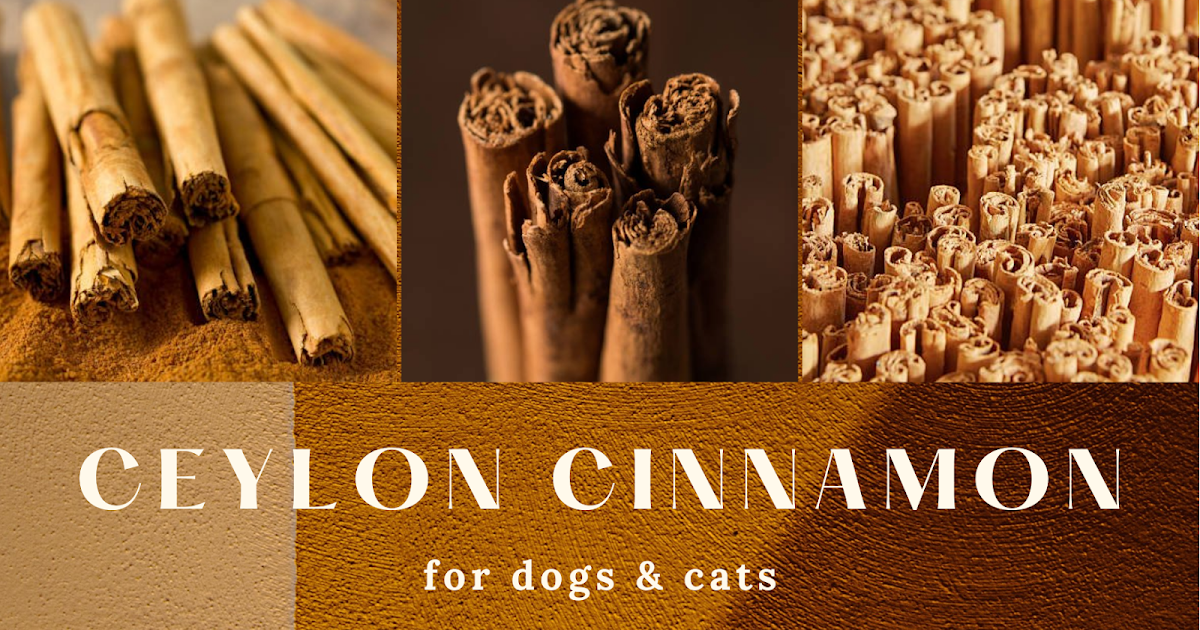Cinnamon Herbs for Dogs and Cats