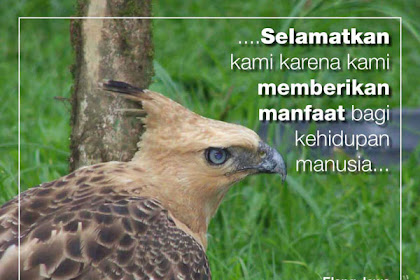 The Majestic Elang Jawa: A Magnificent Bird of Java