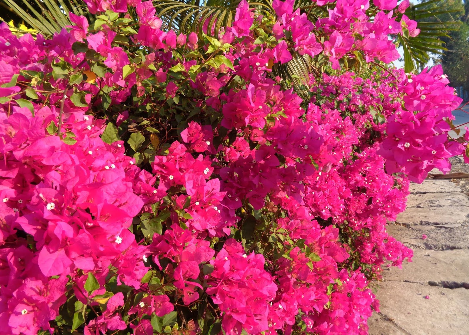 Naturalism the Eighth Sense Spectacular Bougainvillea Adopted