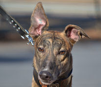 Southeastern Greyhound Adoption