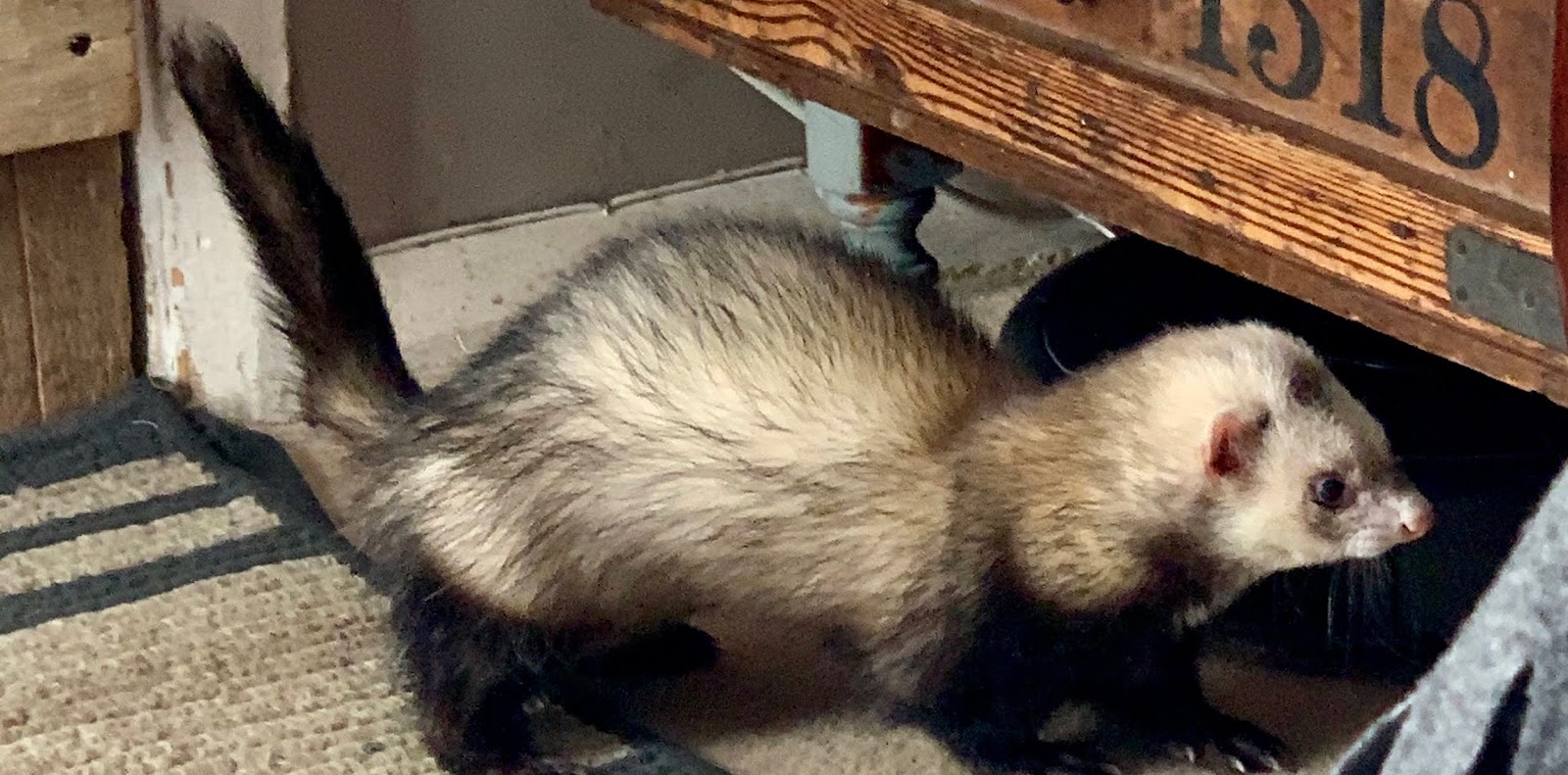 Meet Woffle, Our Pet Ferret.