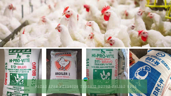 Pakan Ayam Pedaging Terbaik Untuk Kalian Coba Pakan Ayam Pedaging Terbaik Untuk Kalian Coba