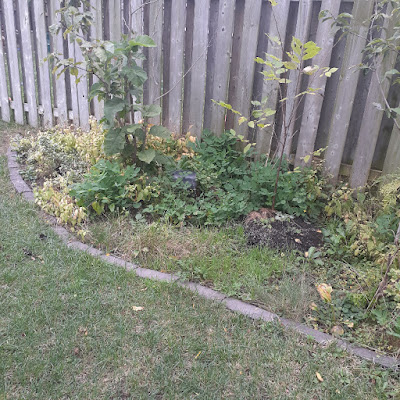 Toronto Backyard Garden Cleanup in Sherwood Park Before by Paul Jung Gardening Services--a Toronto Organic Gardener