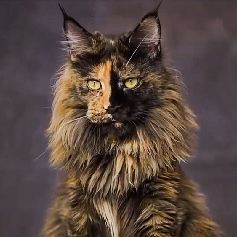 Tortoiseshell Maine Coon with split-face