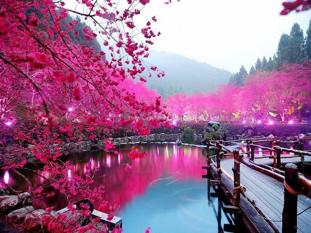 Gambar Bunga Sakura Wallpaper Bunga Sakura Cantik Gambar Bunga Sakura Wallpaper Bunga Sakura Cantik