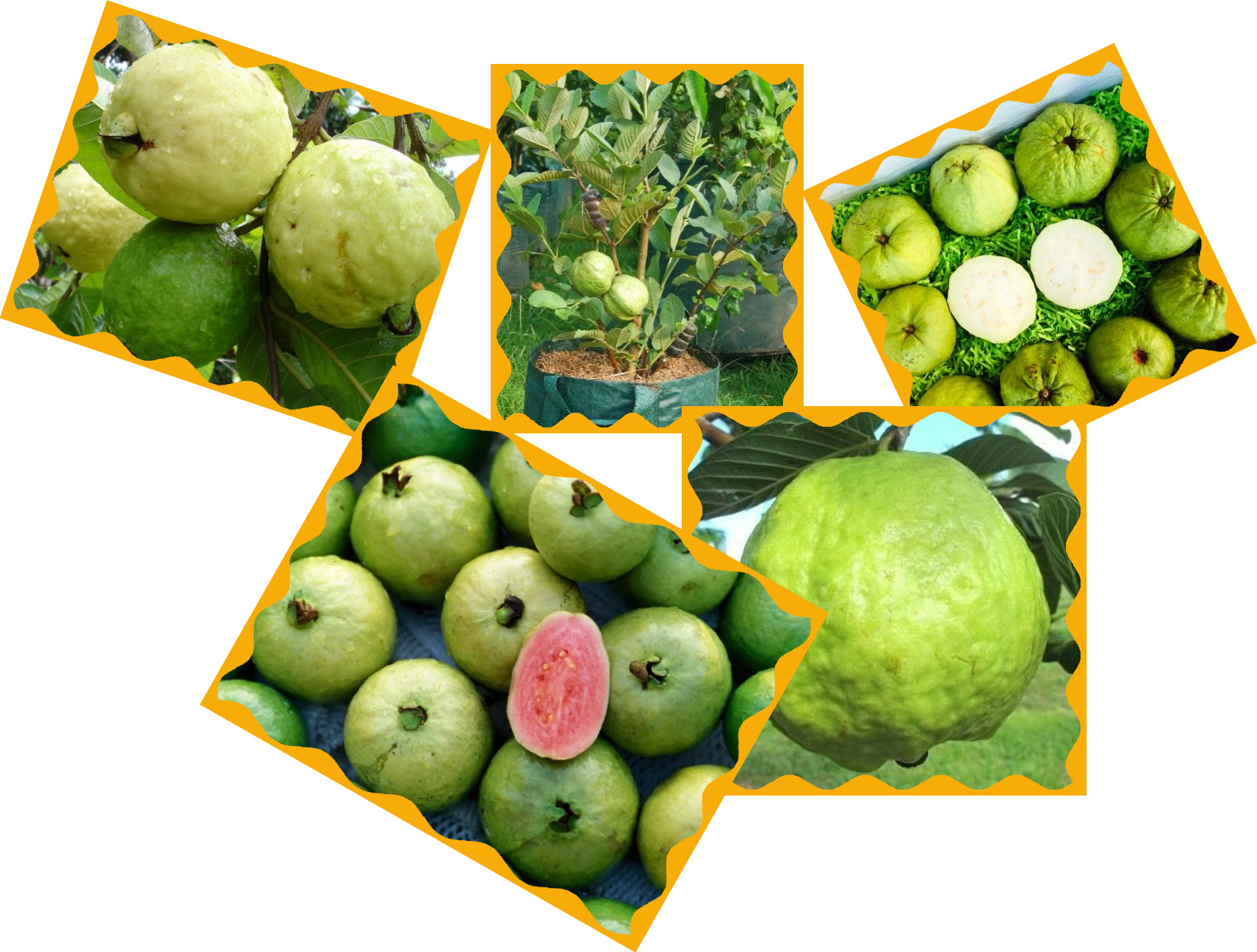 What are the requirements for growing guava plants?