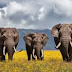 Cara gajah Berkomunikasi & Surah Al-Fiil (Gajah)