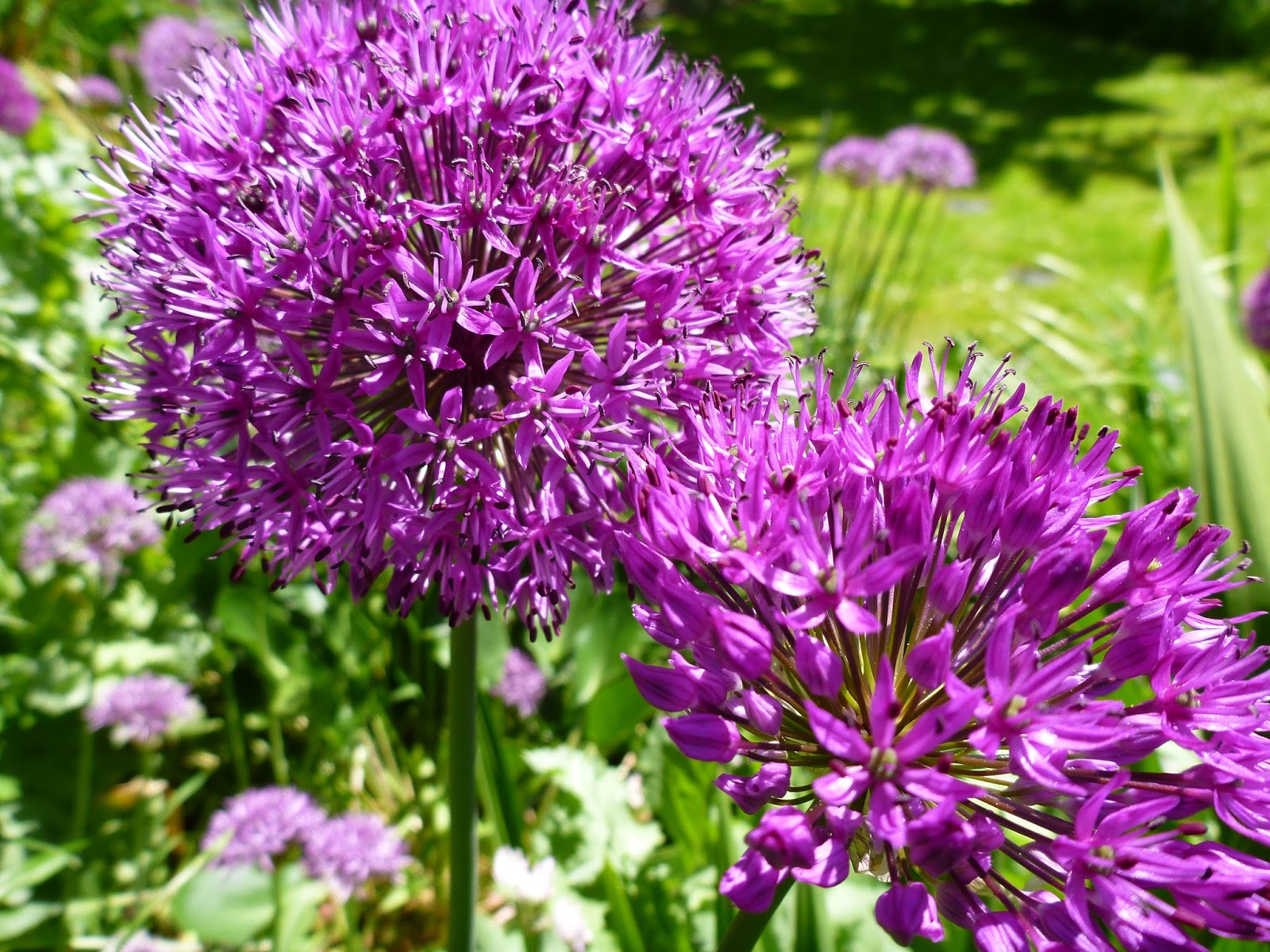 A Garden Less Ordinary: Alliums