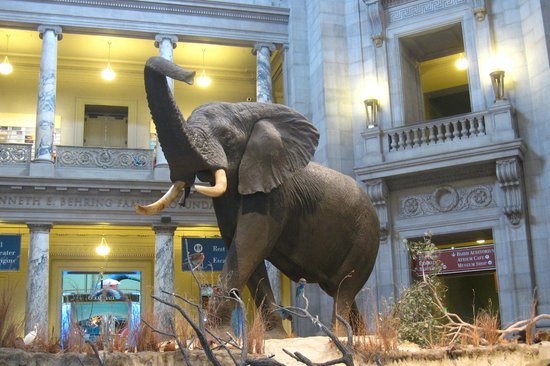 Gajah Raksasa Berusia 100 tahun Tujuh Hewan Tertua dan Langka yang Binasa Manusia