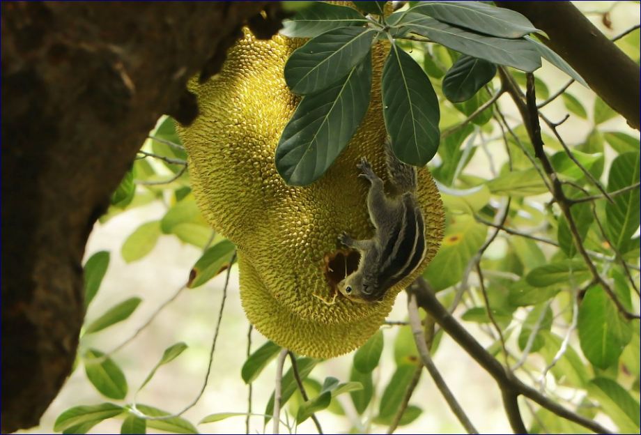 Mengenal Pohon Nangka Karakter Manfaat Dan Cara Budidaya Flora Dirgantara
