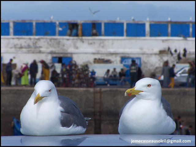 Mouettes cool à Essaouira