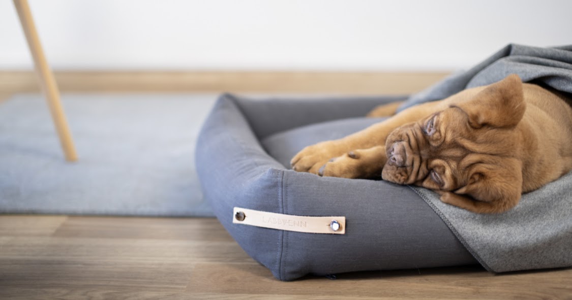 Uncoventional Kira FINDING A NEW BED FOR BUDDY COLLABORATION