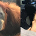 Rescuers Found A Baby Orangutan And Its Blind Mother With 74 Air Gun Pellets In Her Body At A Palm Oil Plantation
