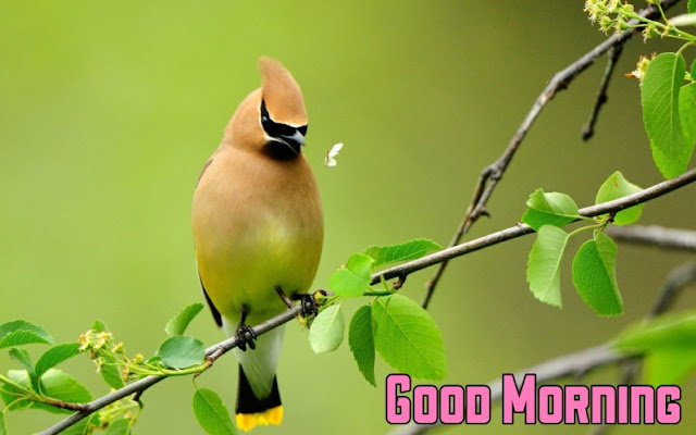 good morning Images with birds