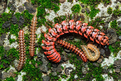 centipedes millipedes facts legs many interesting insects