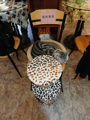 全世界第一家貓咪咖啡小貓花園 貓咪專用座位